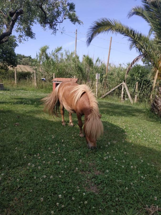 Il Poggio Degli Ulivi Apartman Trevignano Romano Kültér fotó