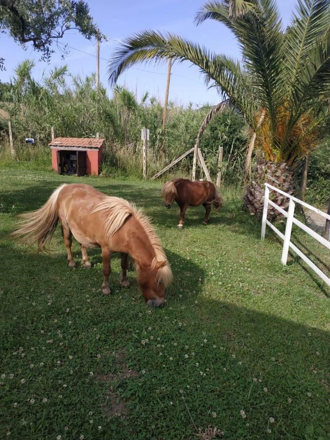Il Poggio Degli Ulivi Apartman Trevignano Romano Kültér fotó